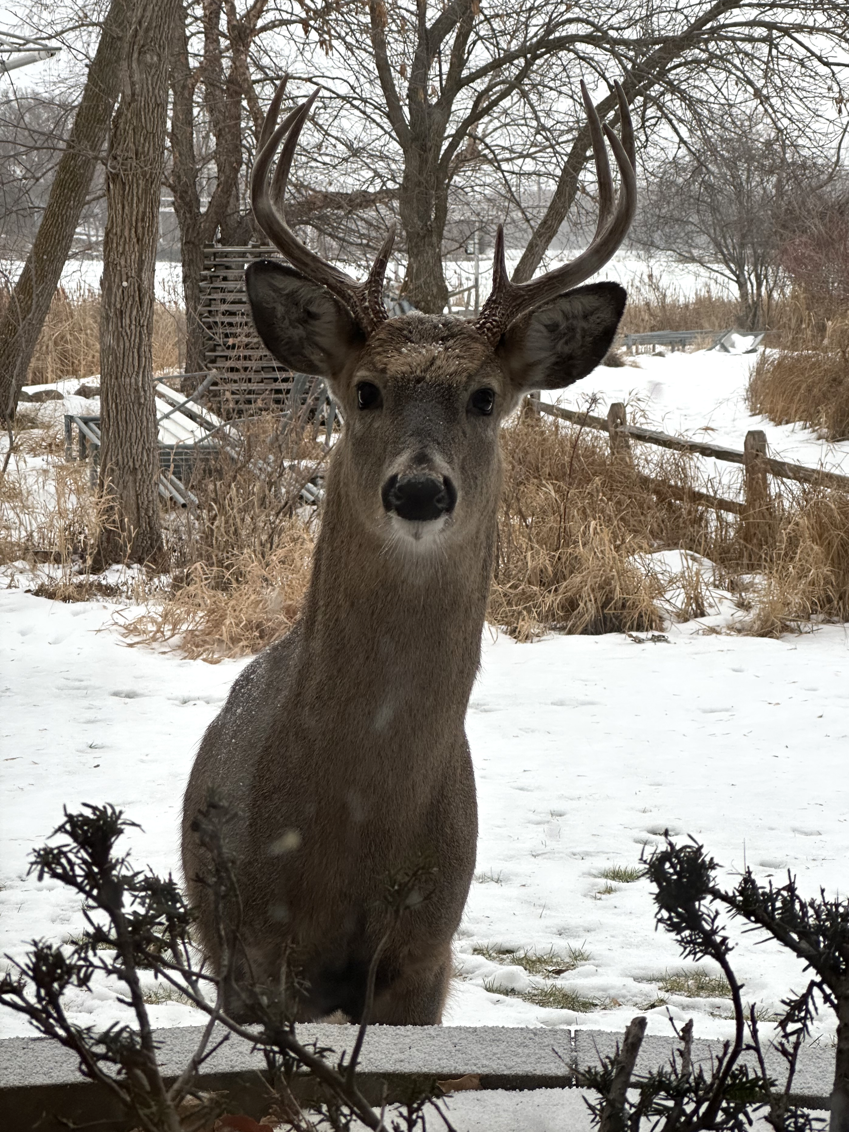deer looking at photographer