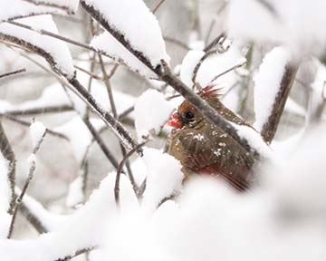 cardinal in tree blanketed with snow