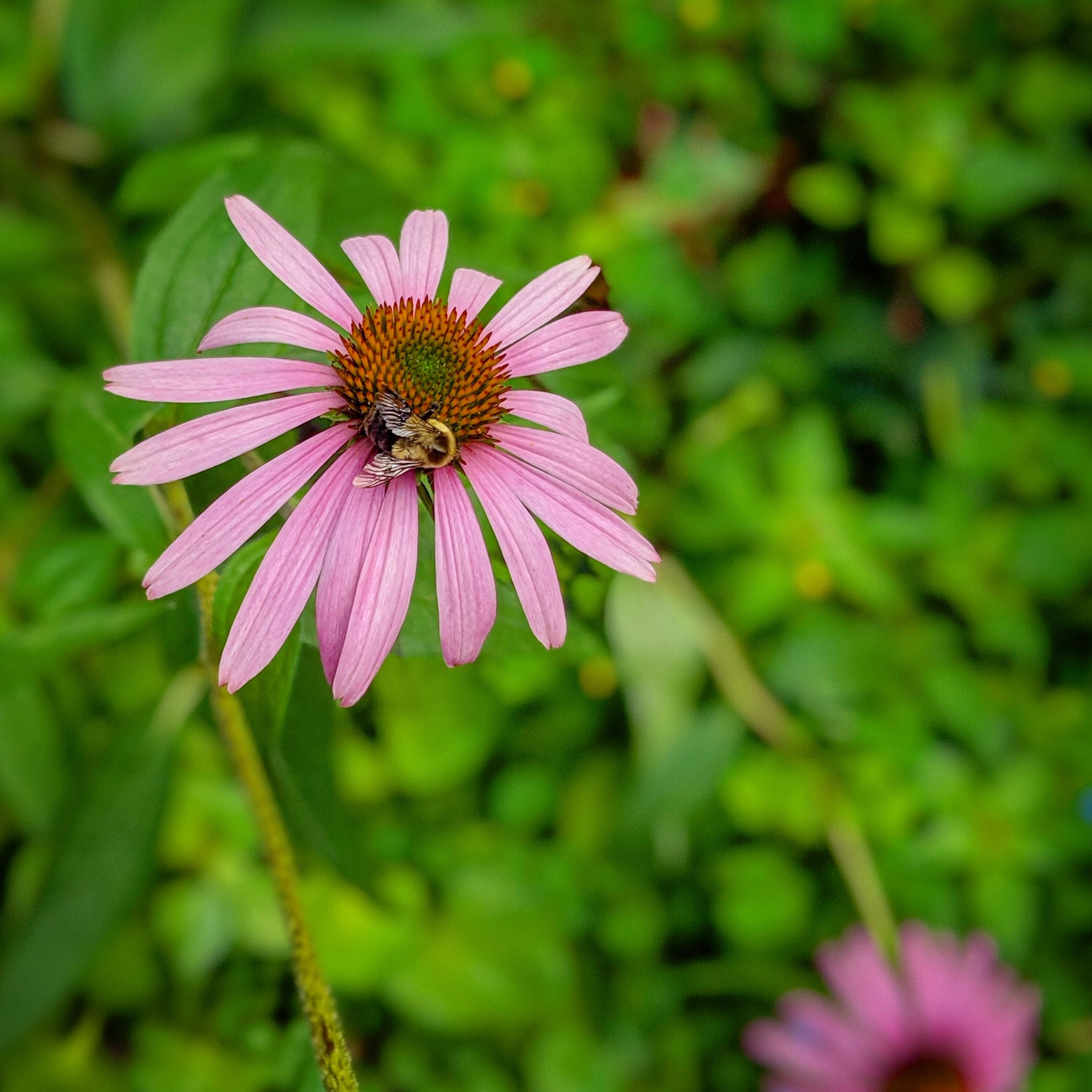1-Winner Bee Friendly 2019