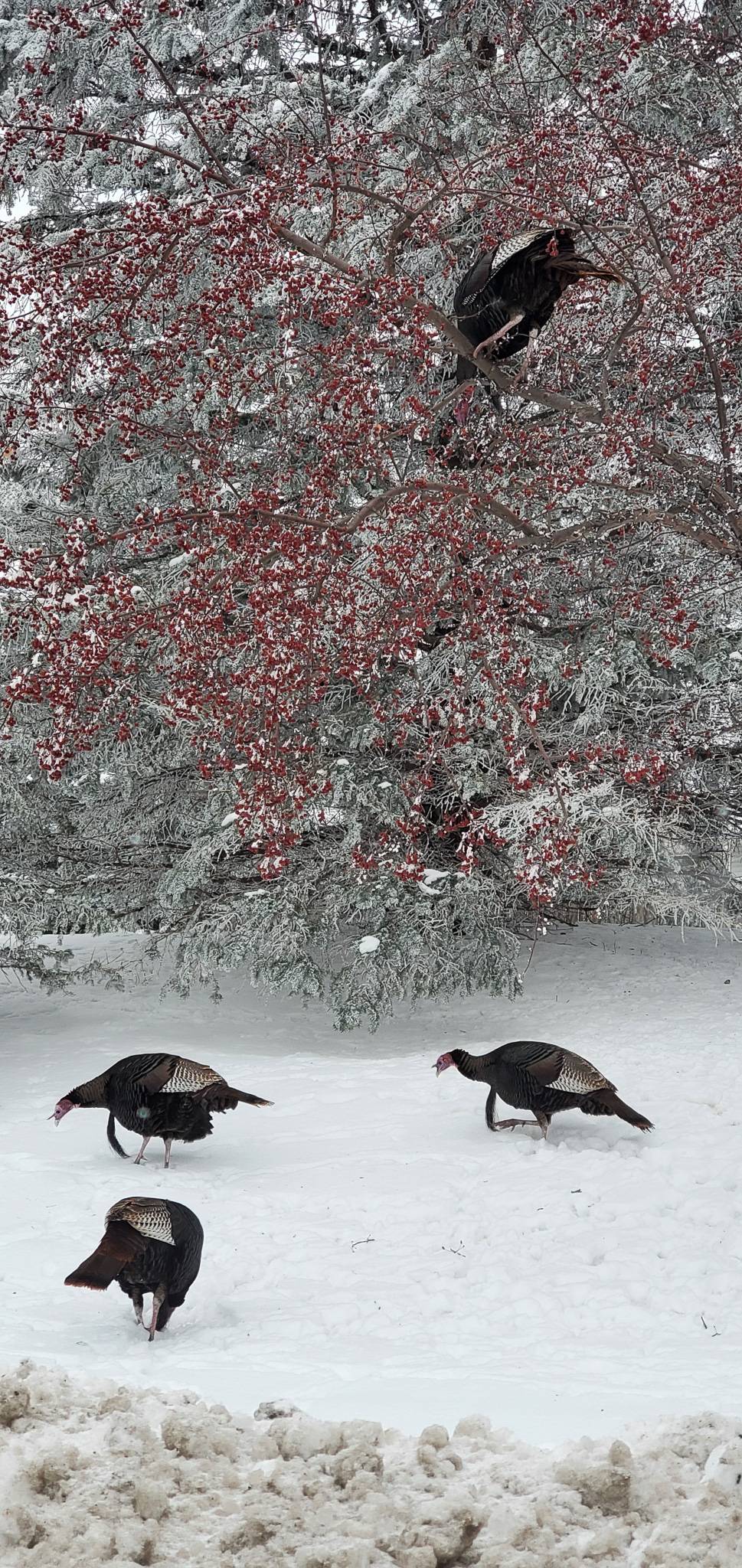 Turkeys in the Snow by Chichi Miller