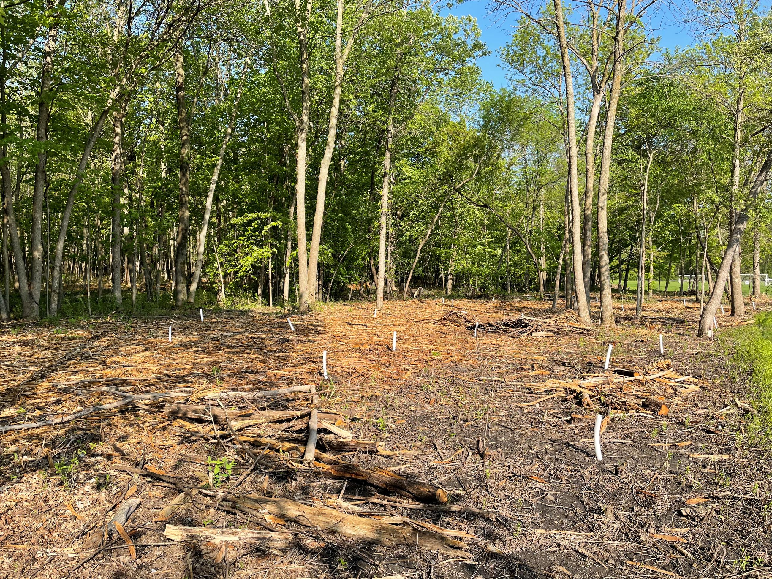 buckthorn removal in freeman park