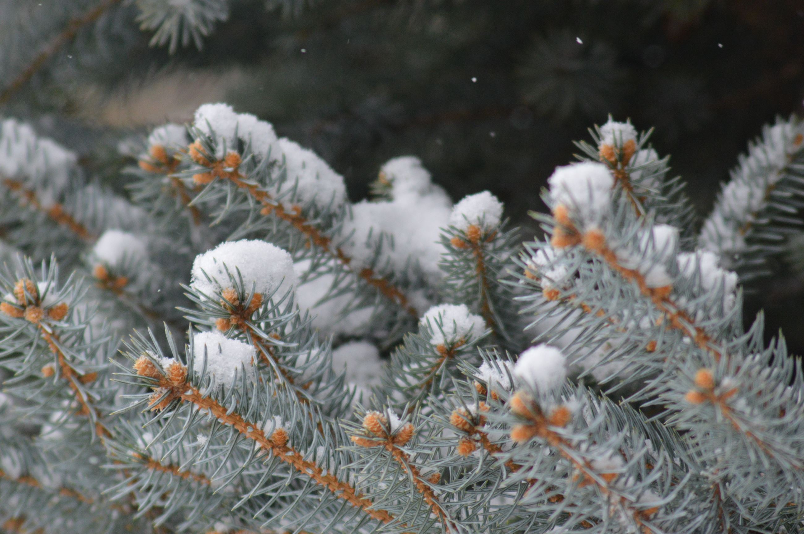 close up image of pine tree branches covered in snow