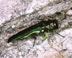 Emerald Ash Borer